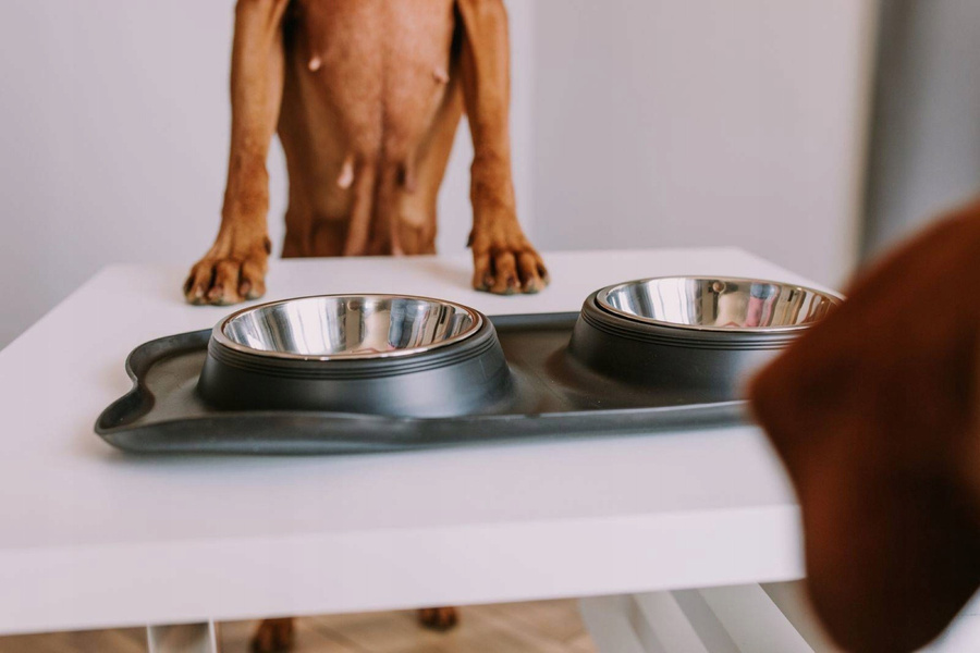 Podwójna miska metalowa dla psa i kota 45x25 cm