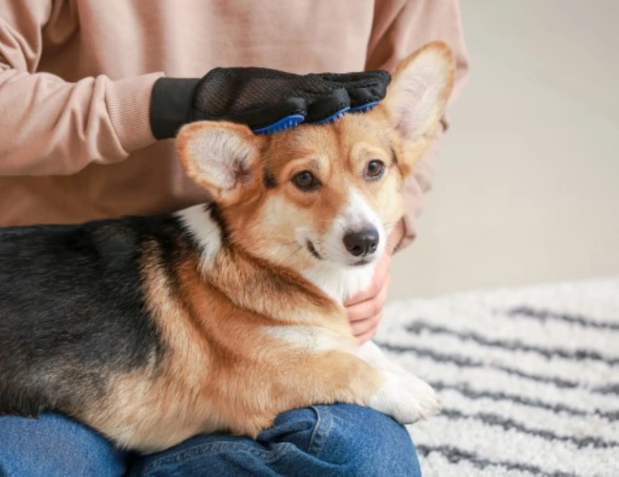 Masująca rękawica do sierści dla psa i kota