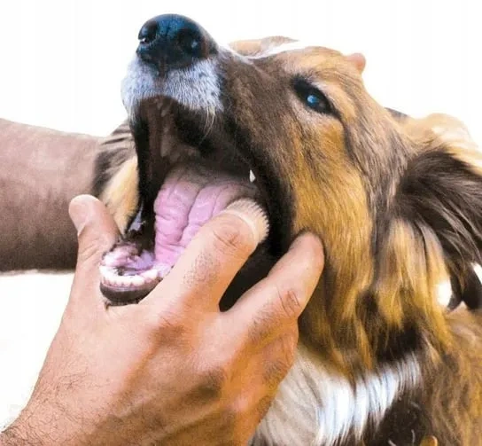 Silikonowa szczoteczka do mycia zębów dla psa i kota